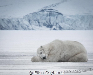 Polar bear sleeping in Svalbard by Ellen Cuylaerts 